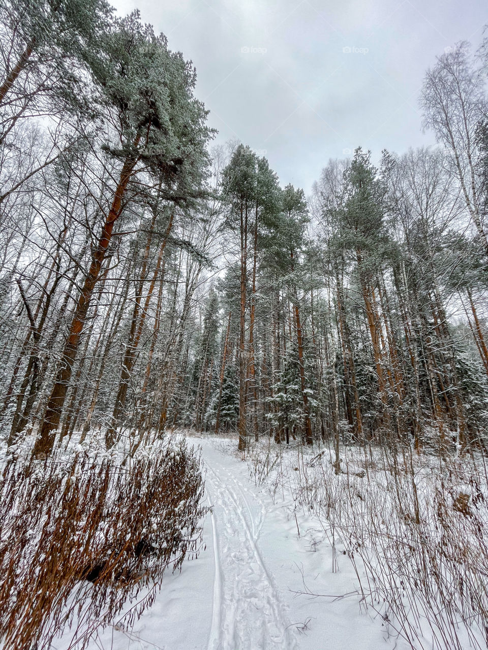 Winter landscape with forest in cloudy December day 