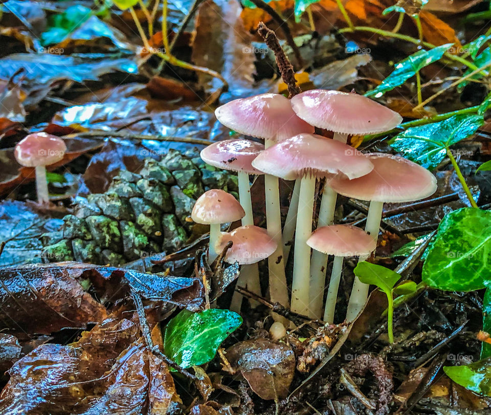 Mycenaceae fungus growing in the autumn leaf litter