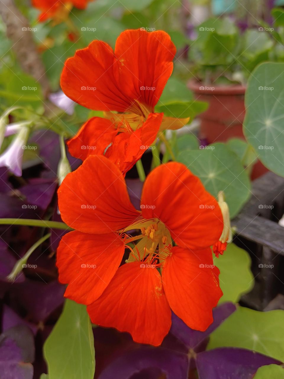 Nasturtium