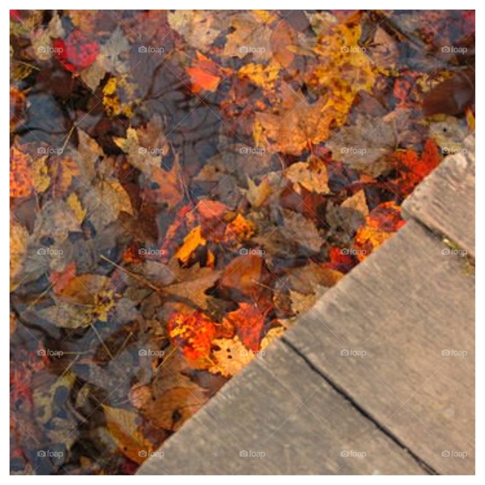 Underwater Fall Color from Above