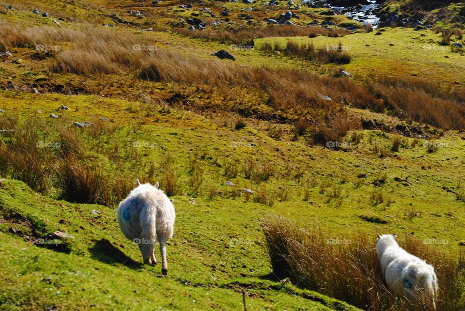 Sheep in wales