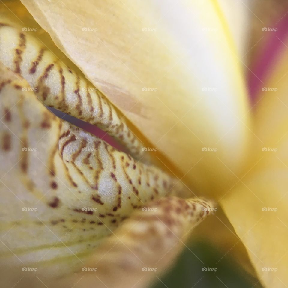 Iris pattern closeup