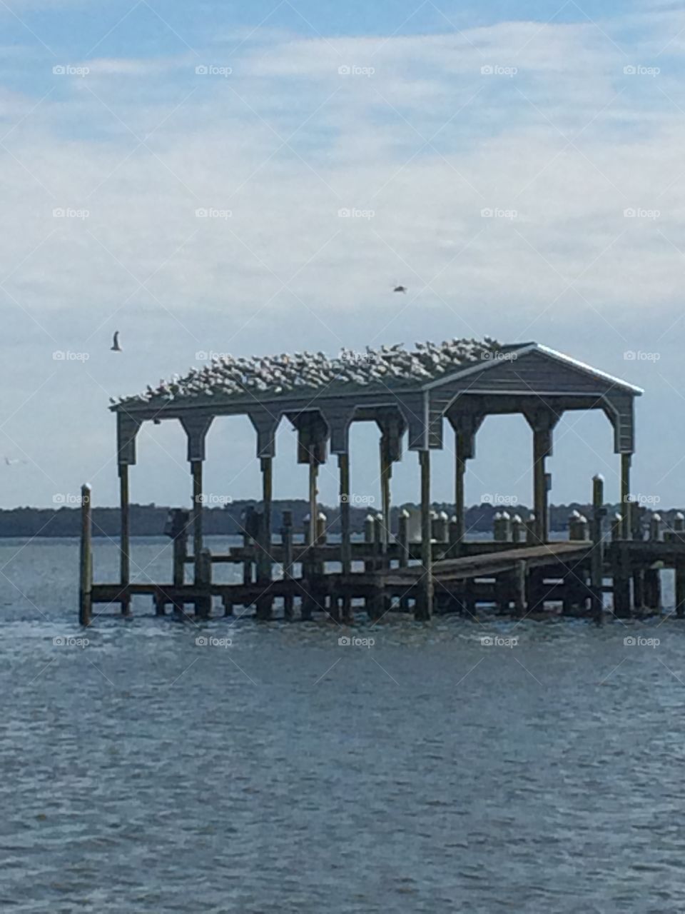 Birds on the river