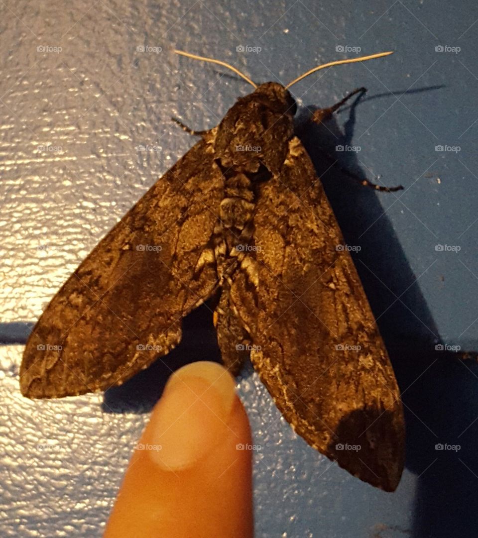 giant moth. found a giant moth on the porch