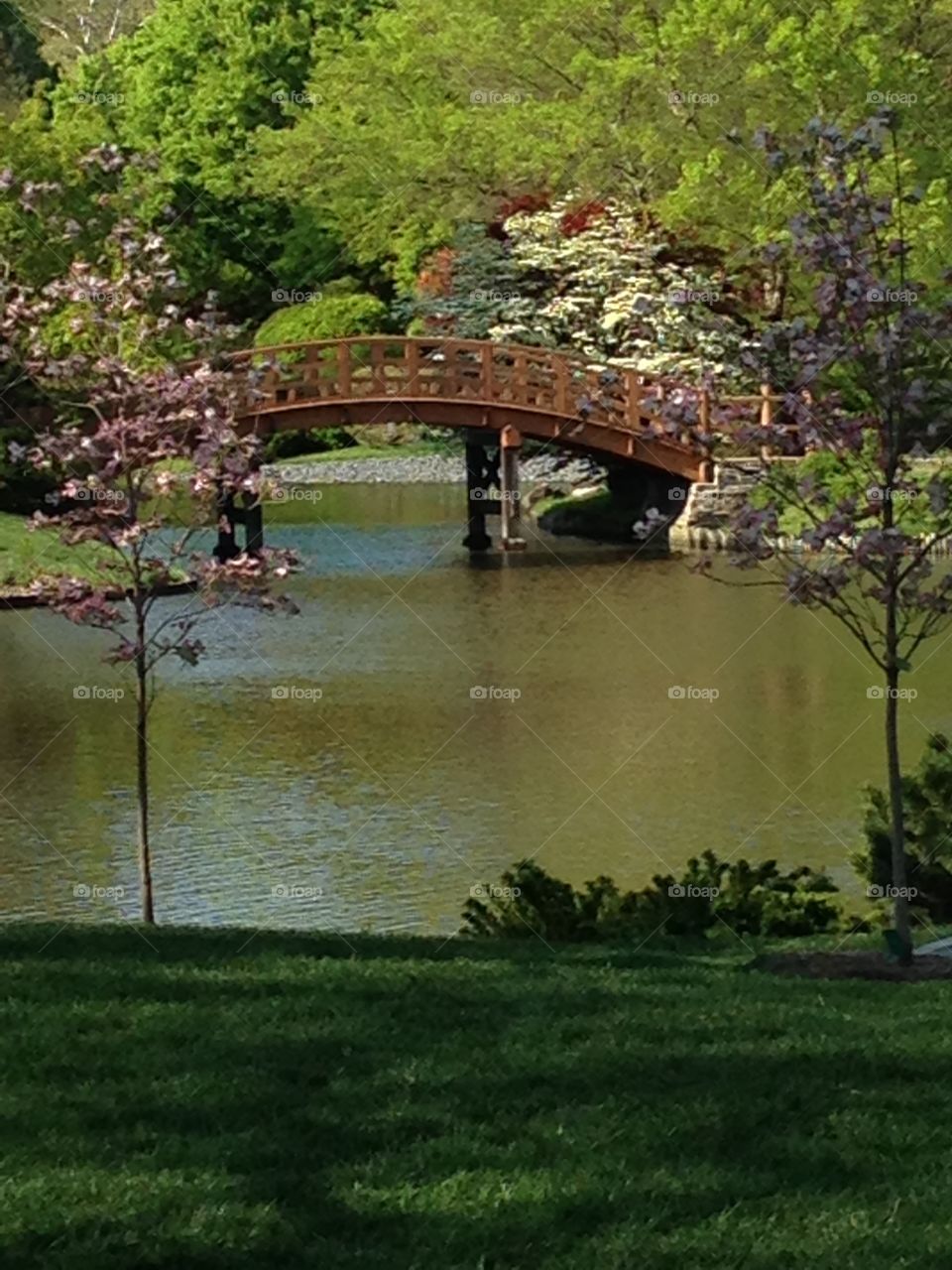 Japanese Bridge in Missouri Botanical Gardens 