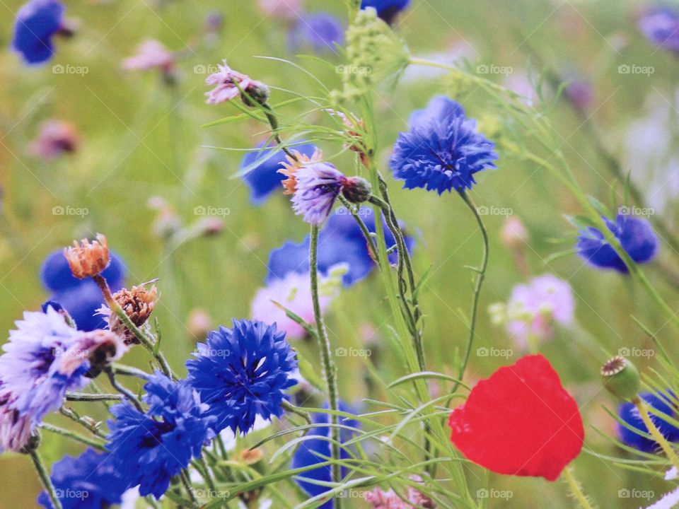 Spring flower meadow poppy Cotten blue grass