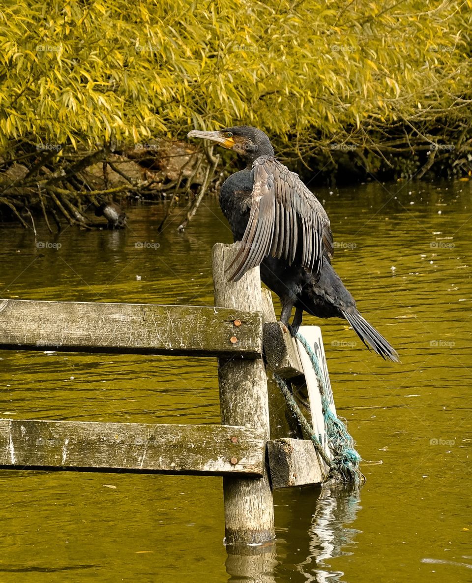 Cormorant