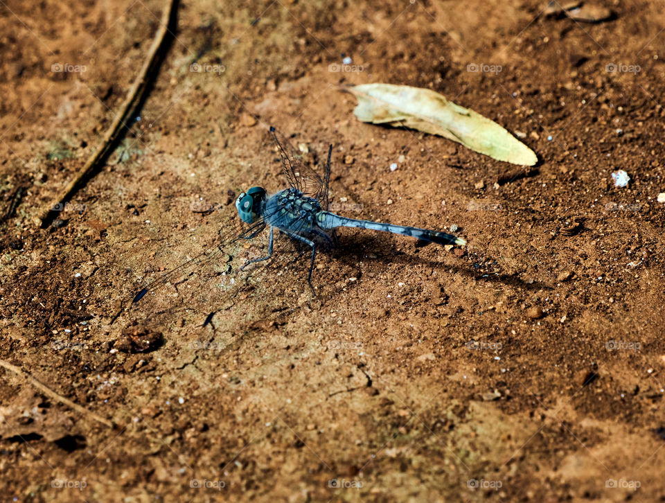 Dragon fly - on ground