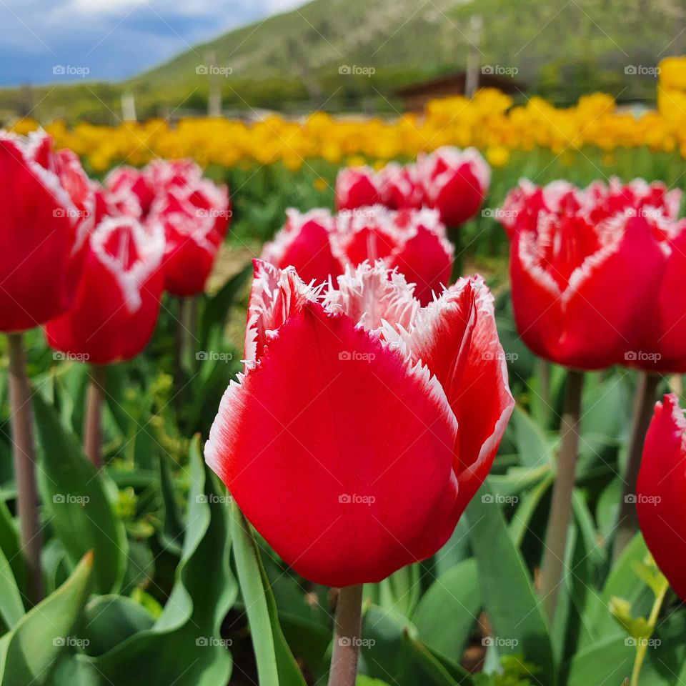 Tulips