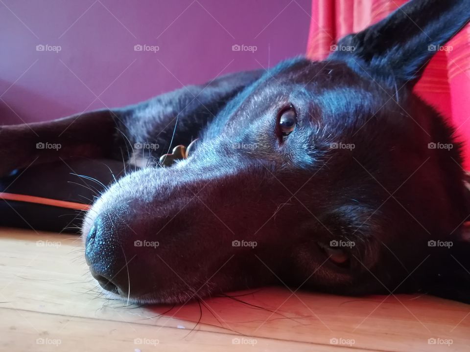 My dog just having a lazy day... Everyday!