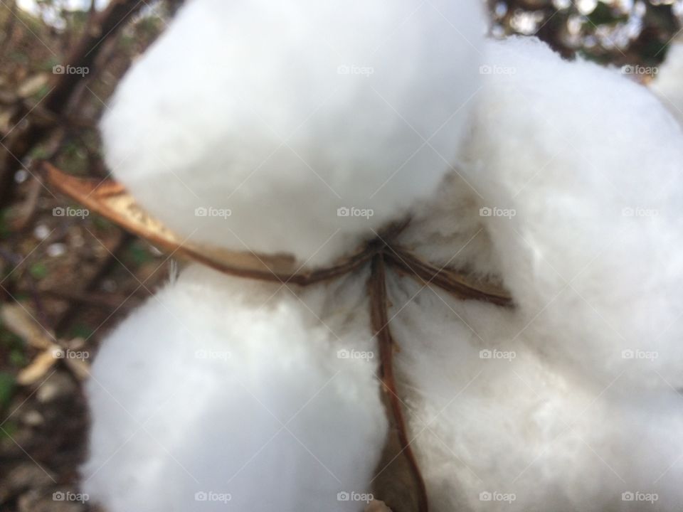 Softness of cotton 