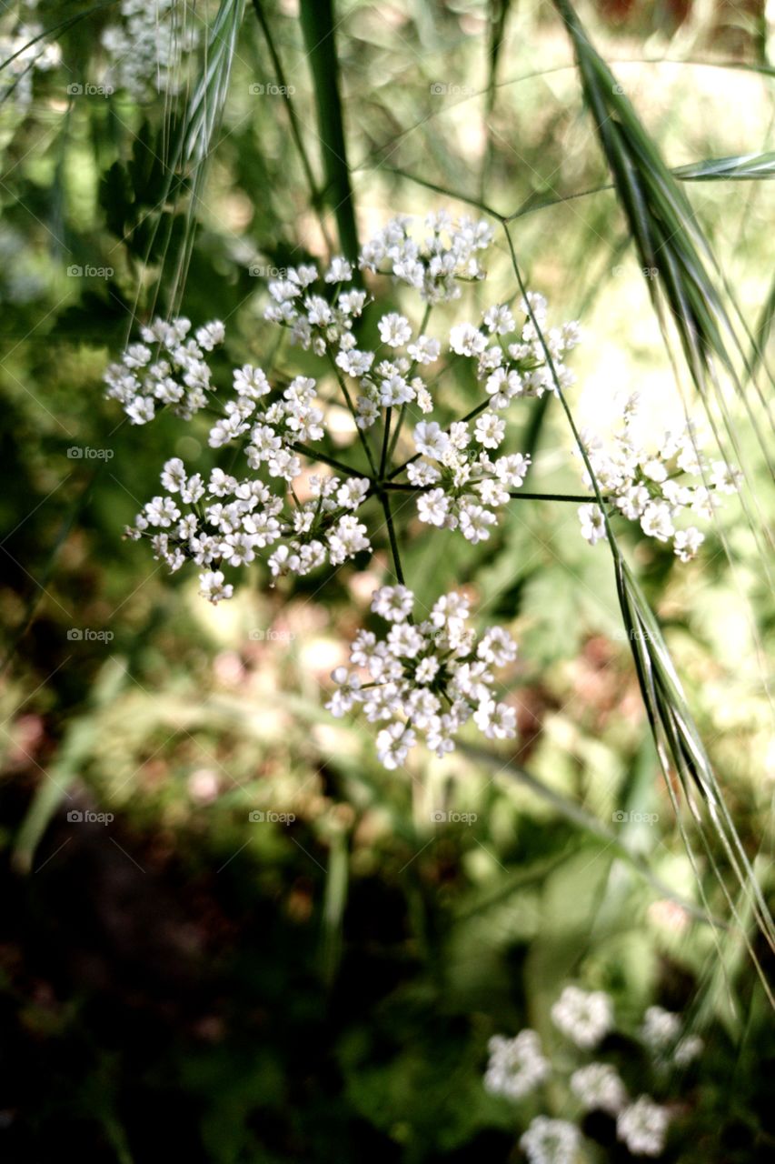 white gren flower