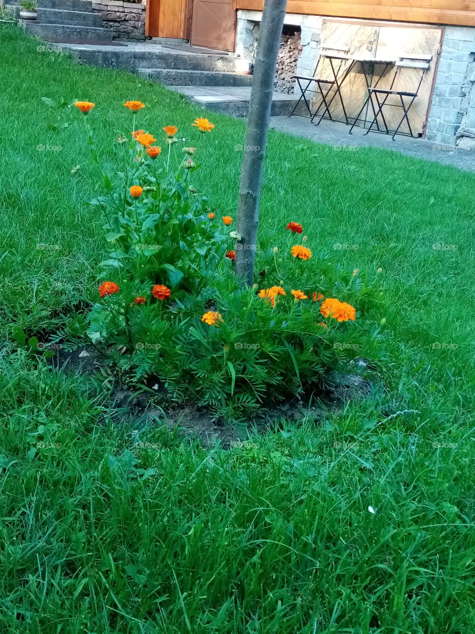 Permacultural garden