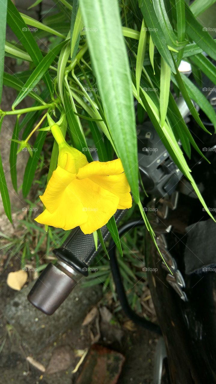Beautiful yellow flower  and green leafs