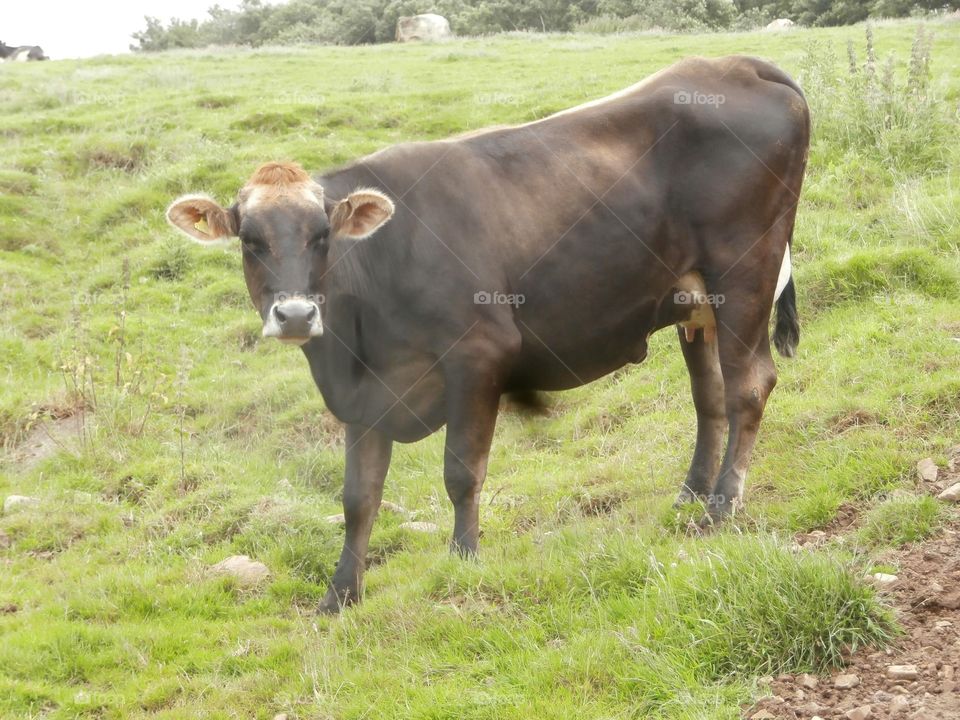 Dark Brown Cow With Ginger hair standing in a field of grass