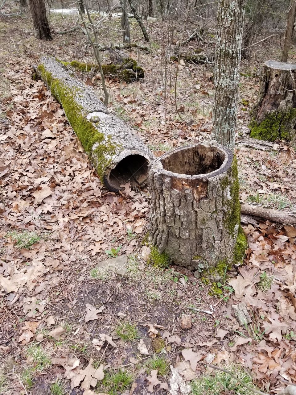 hollow stump and log