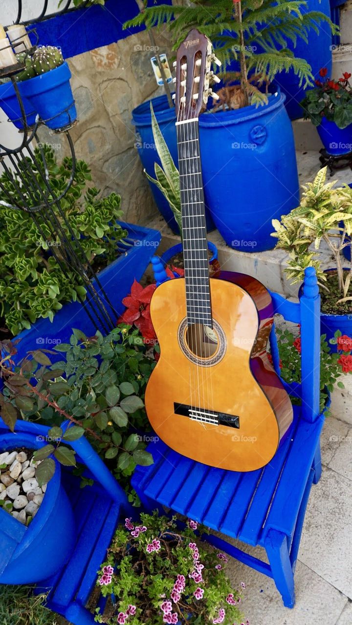 Guitar#plants