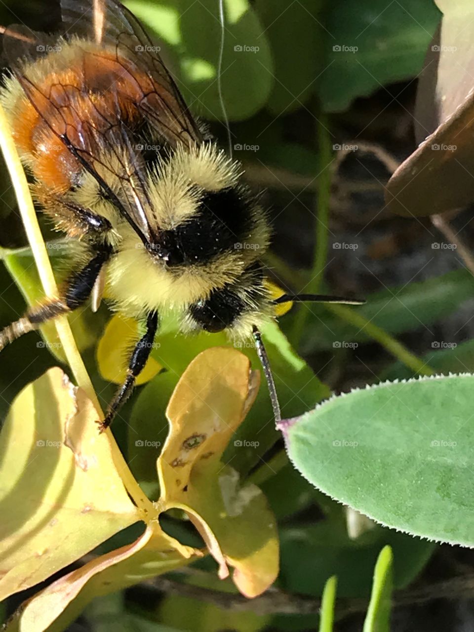 Common Eastern Bumblebee 