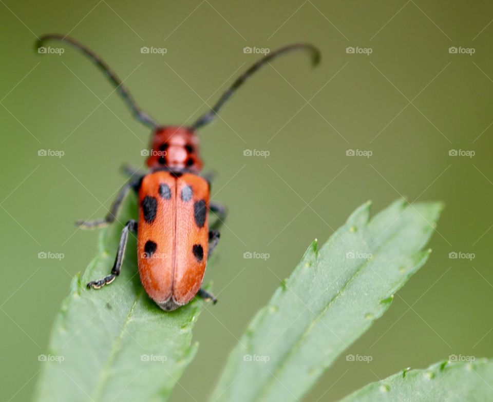 Milkweed beetle on a green leaf