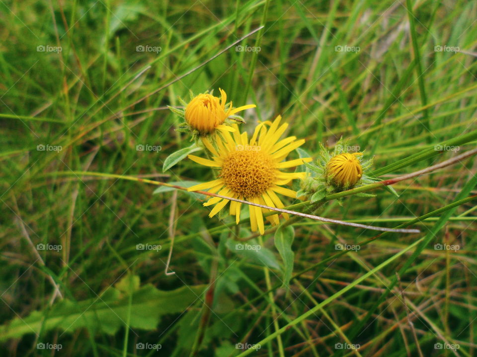 yellow wildflowers