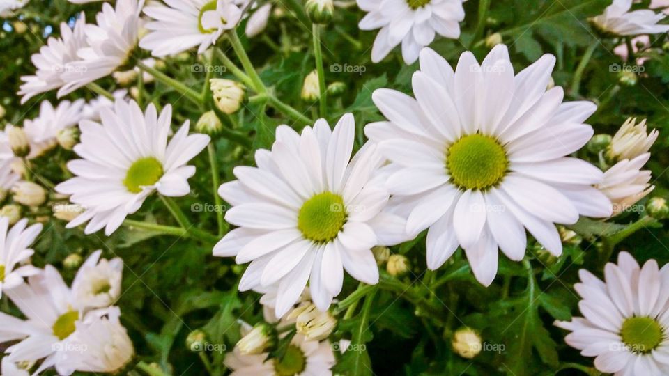 Close-up of daisy flowers