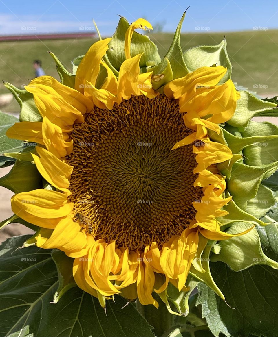 Giant Sunflower 