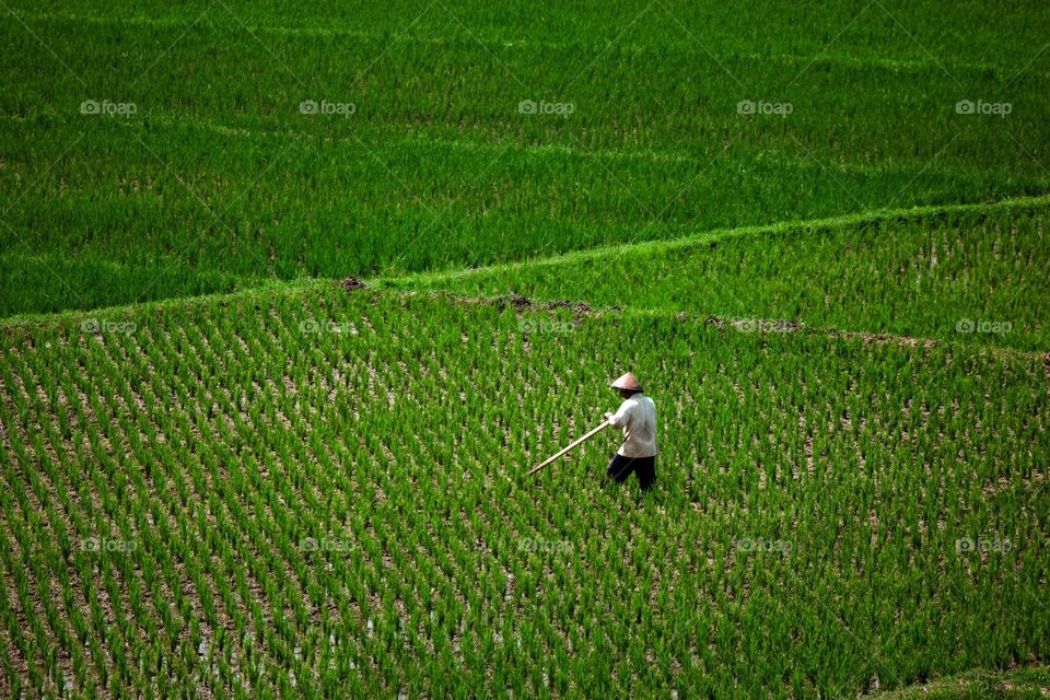 Working on the paddy field