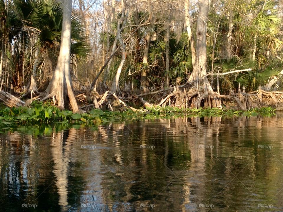 Lily Pads on the River