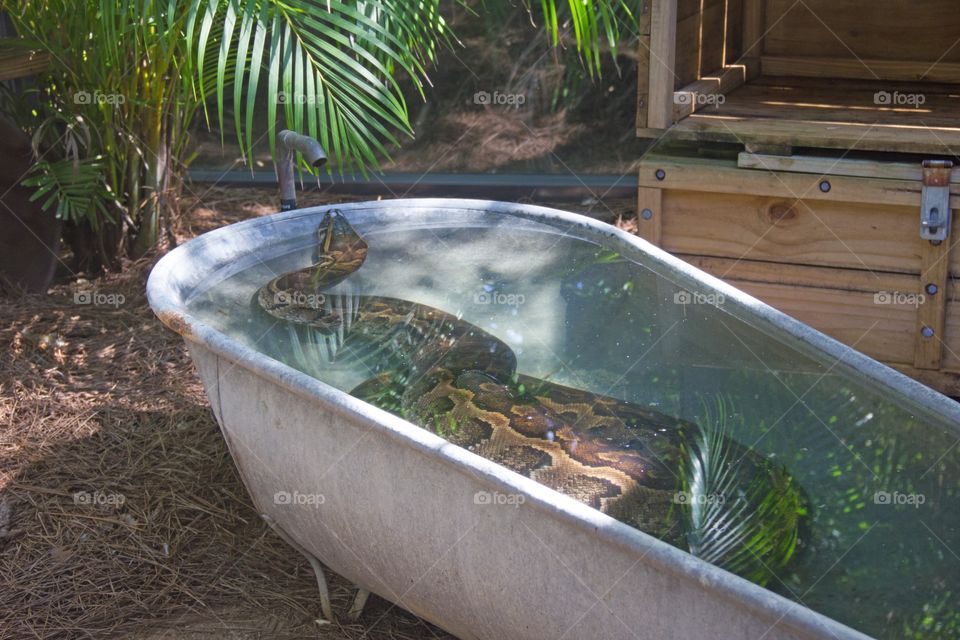 Python Bath