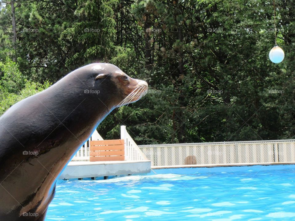 Diego // Oceans of Fun.