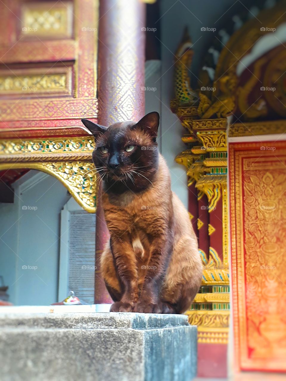 cat of Thailand. cute.