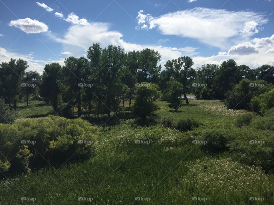 Tree, Landscape, Nature, Grass, Hayfield