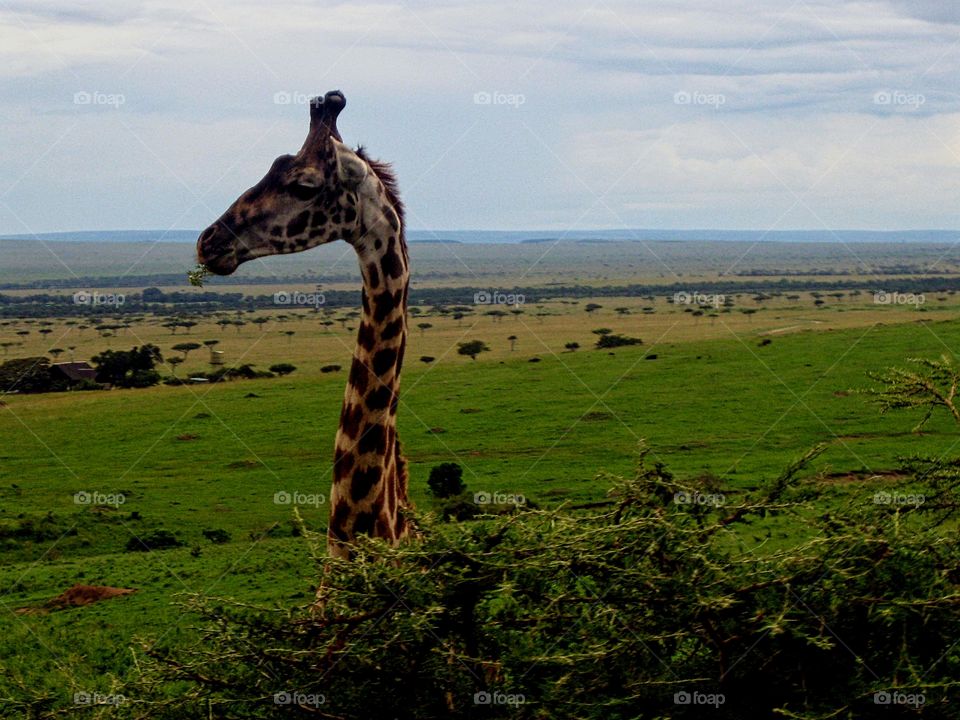 Giraffe close up