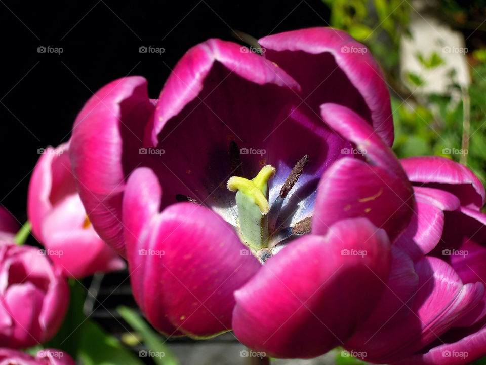 pollen pink flower macro by delvec