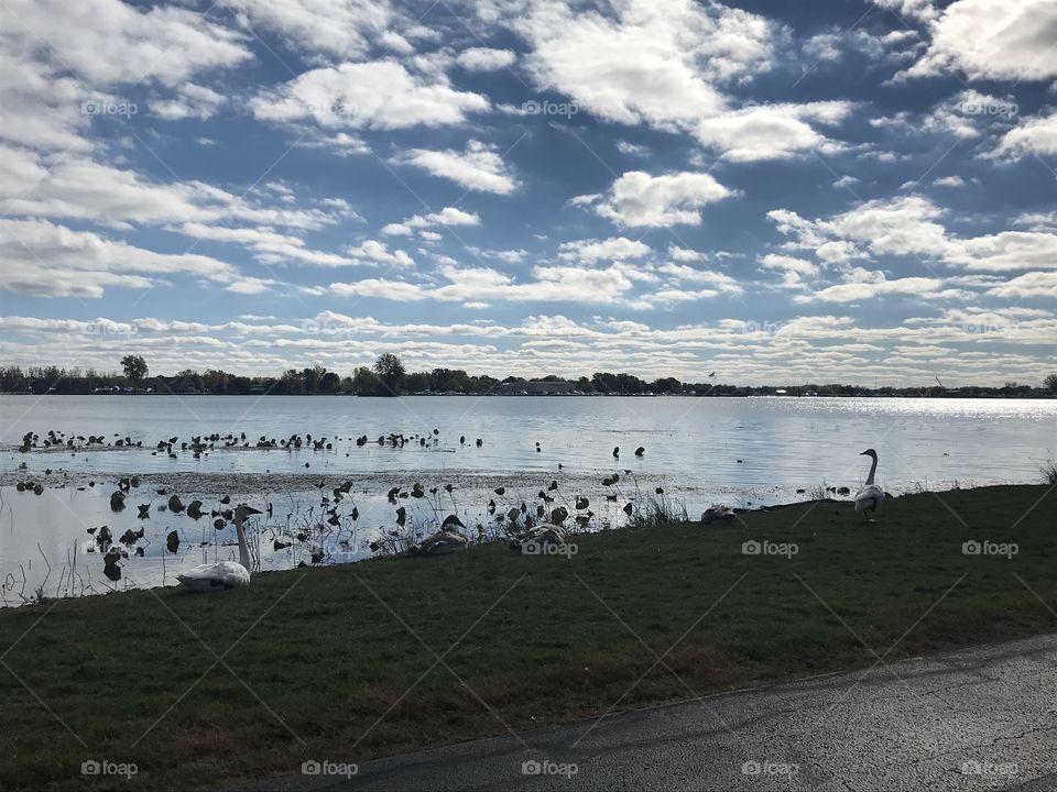 Pond of Geese 