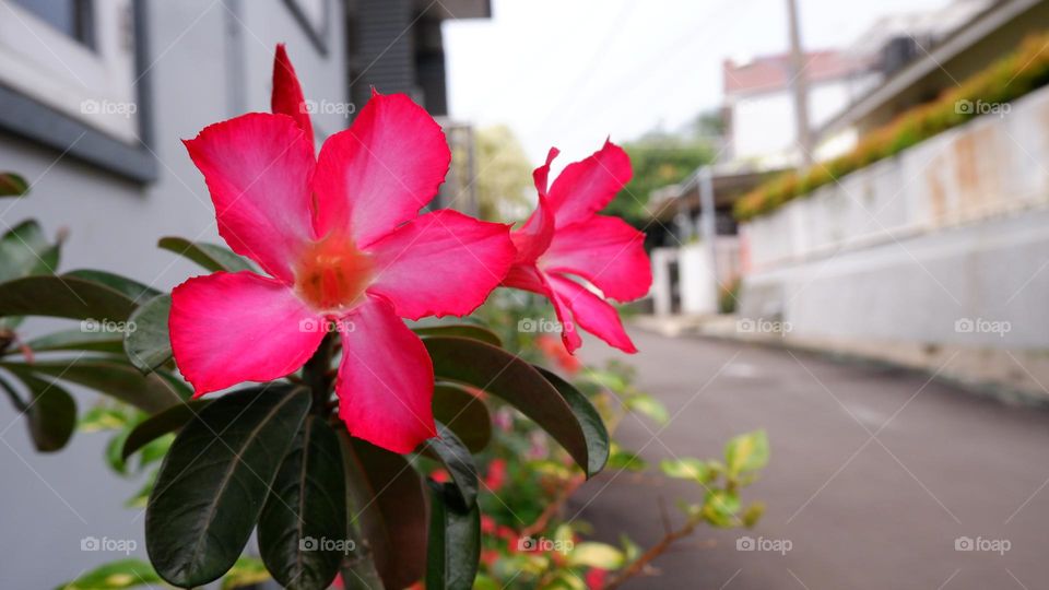 adenium is an ornamental plant species, the stem is large, the lower part resembles a tuber, the stem is not cambium, the roots can enlarge to resemble a tuber, the leaf shape is long, some are oval, pointed, small and large, the flower colors vary