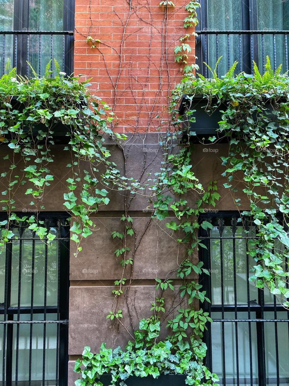 Apartment building with Ivy growing near the windows.