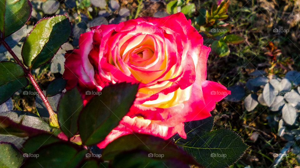 Beautiful rose flower with different shades of color and natural background
