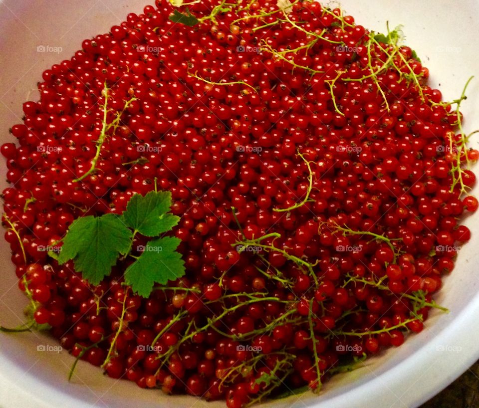 Red currant