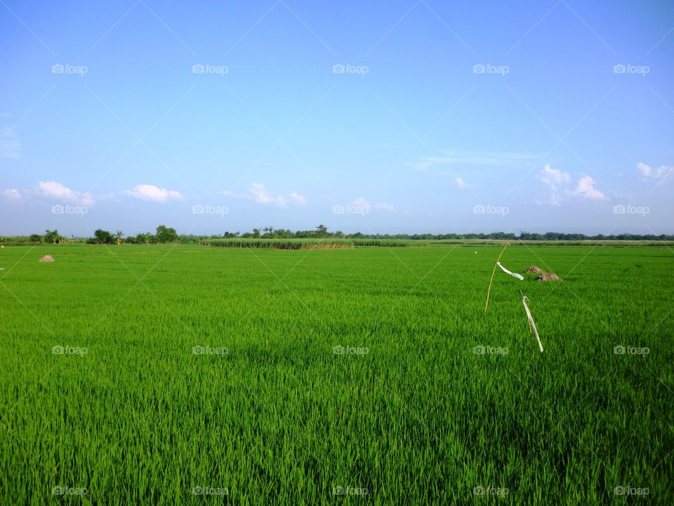 paddy field farm. green paddy field in indonesia