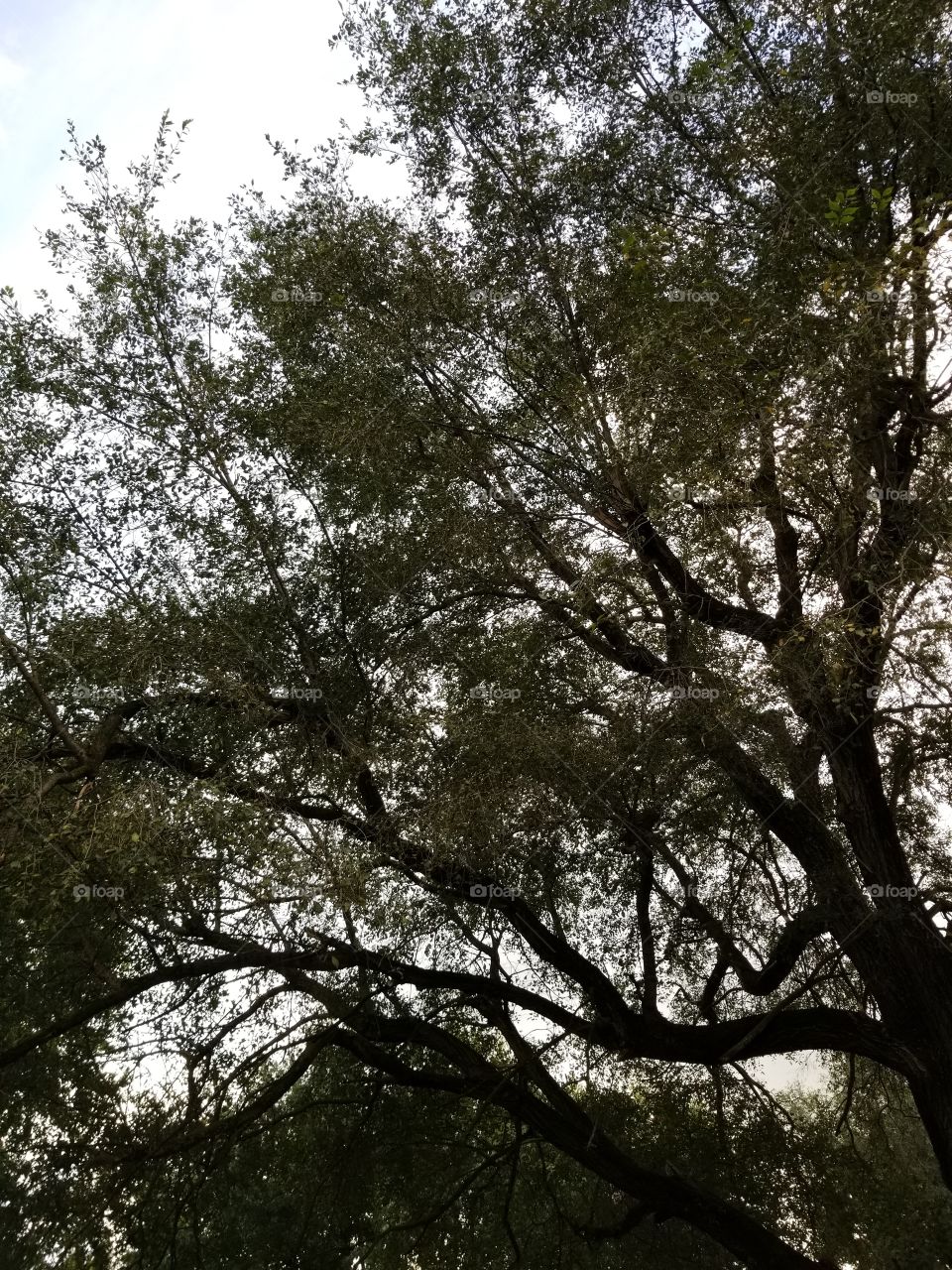 Through the treetops