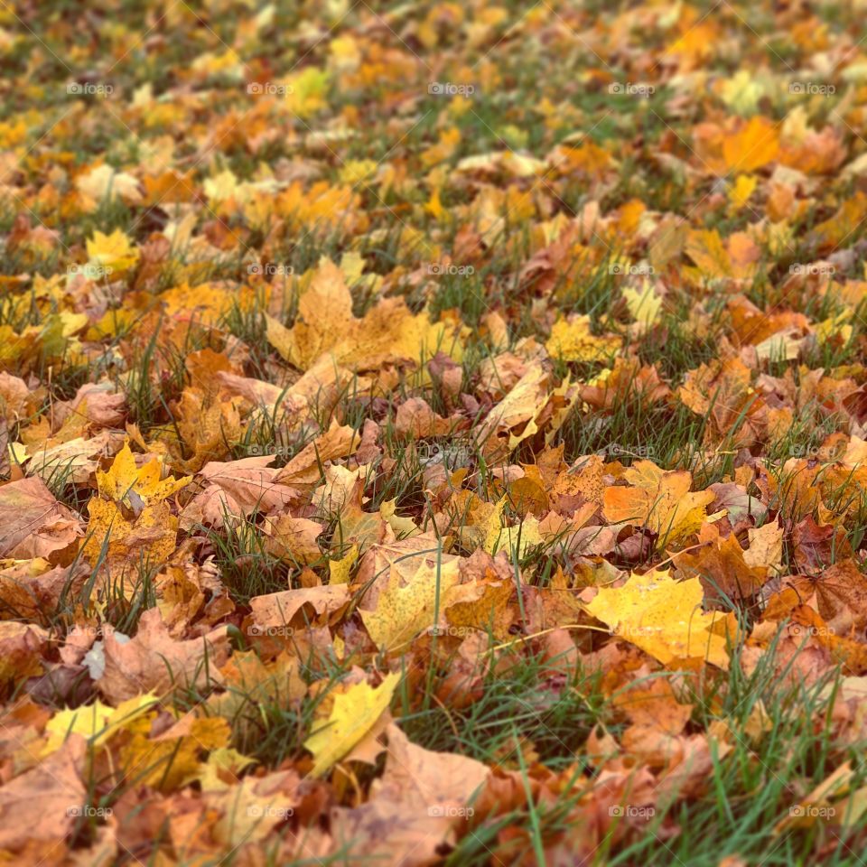 Leaf carpet