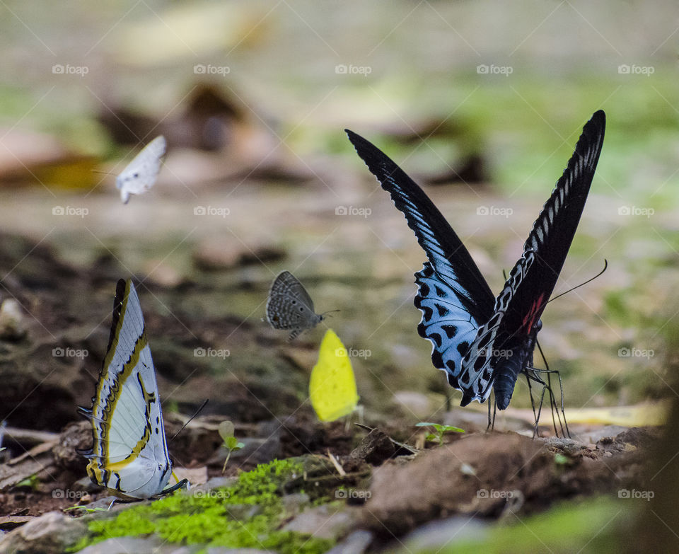 colourful butterflies