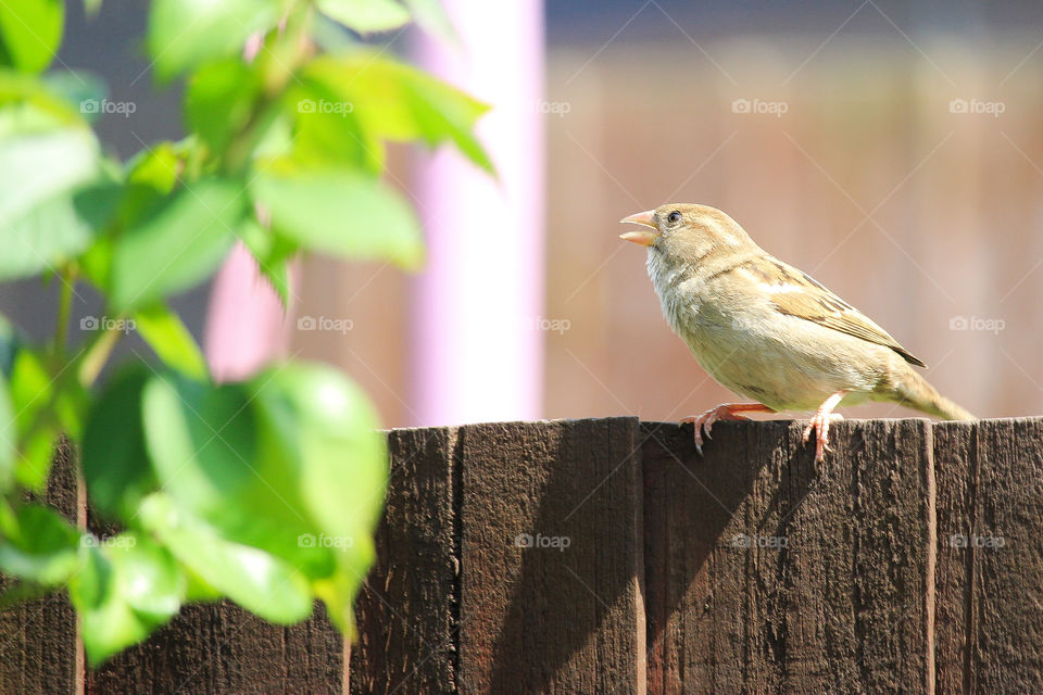 Sparrow on fence, English Wildlife