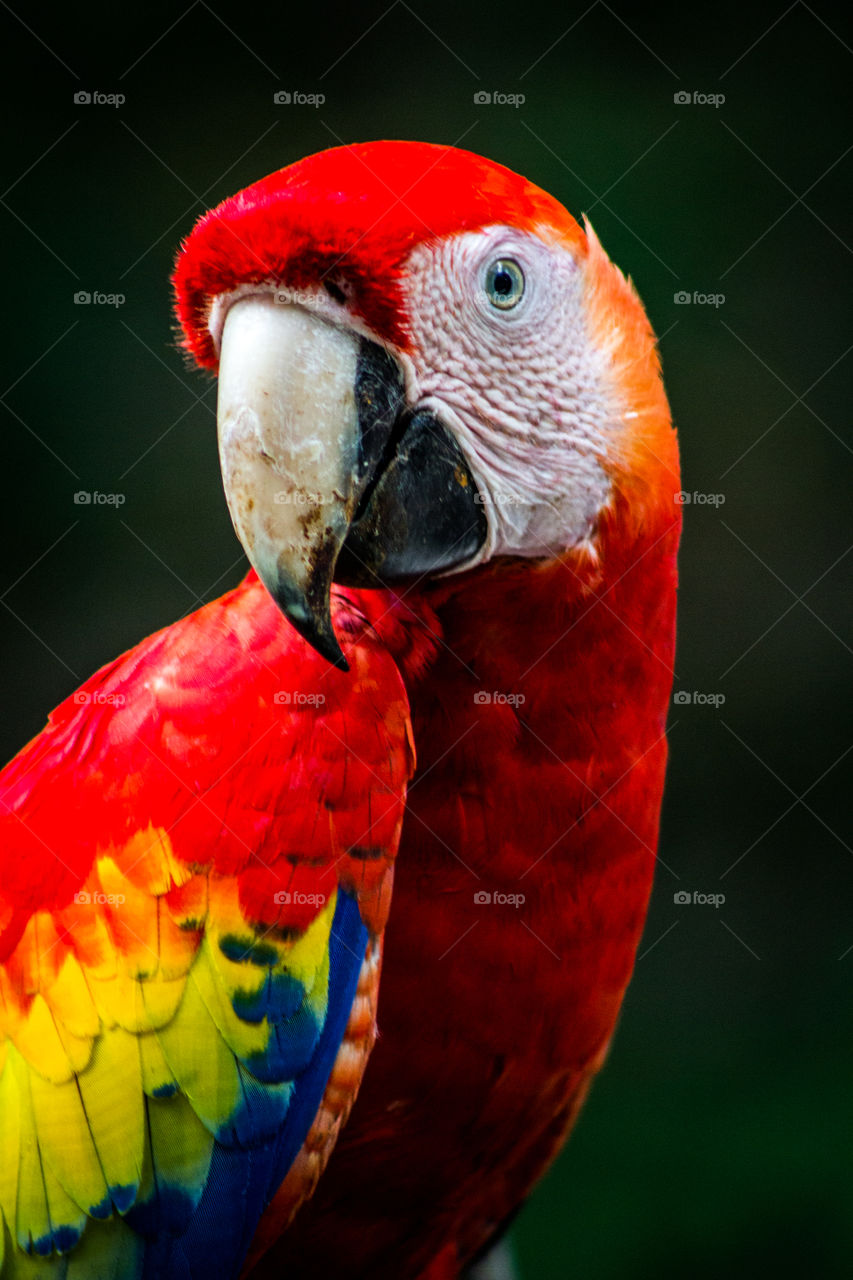 Close-up of a beautiful red macaw.