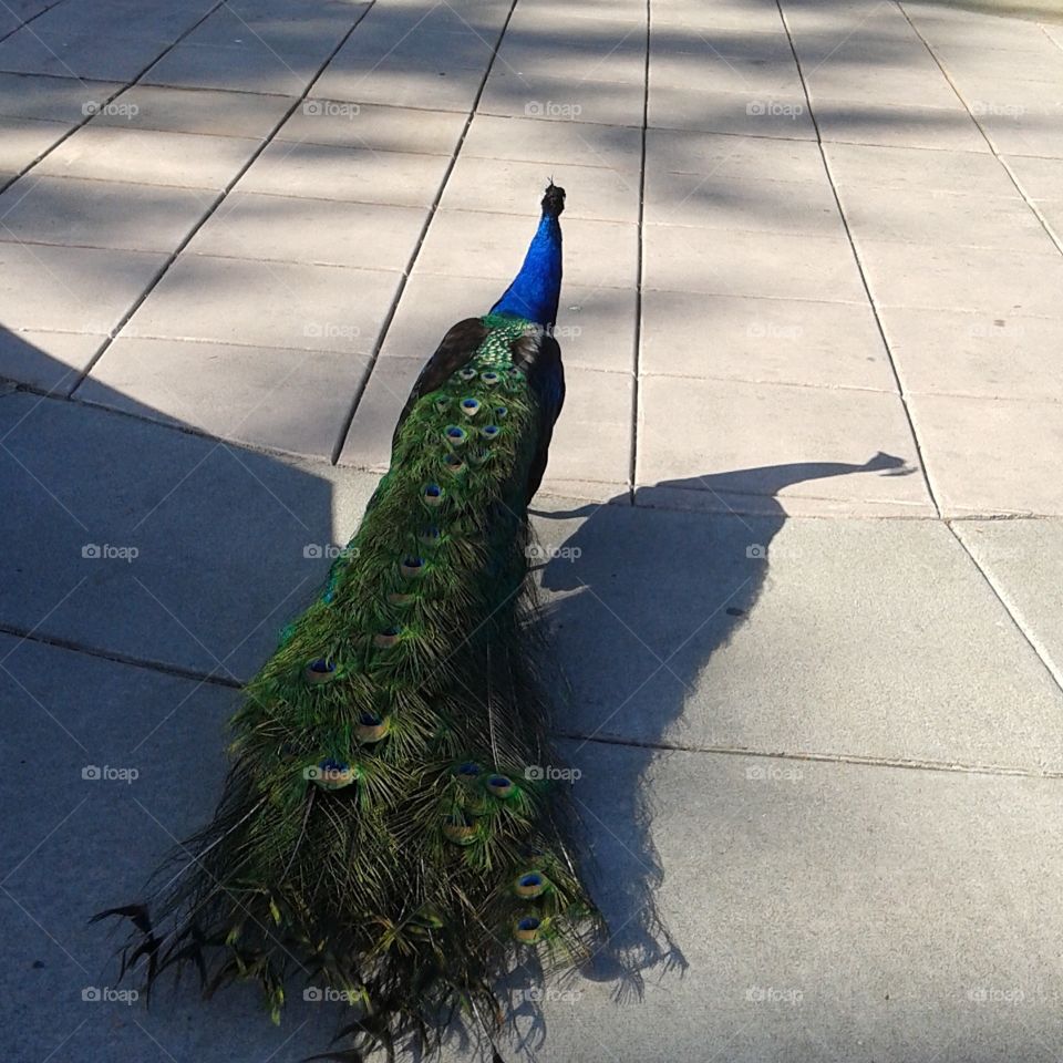 peacock. went to drop off employment paperwork and found a peacock wandering in the driveway