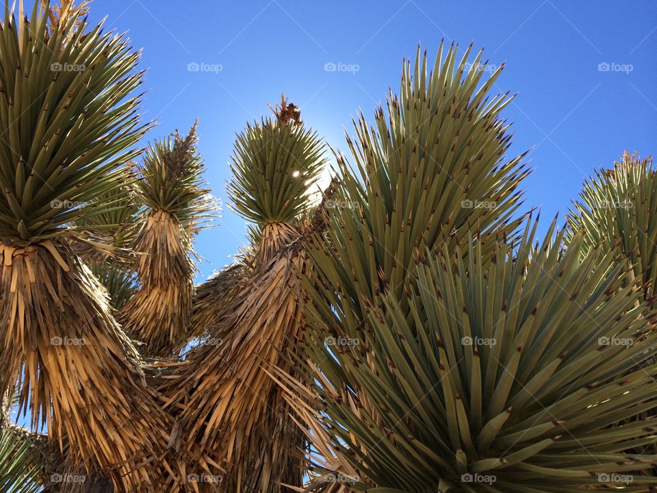 Joshua Tree. Joshua Tree