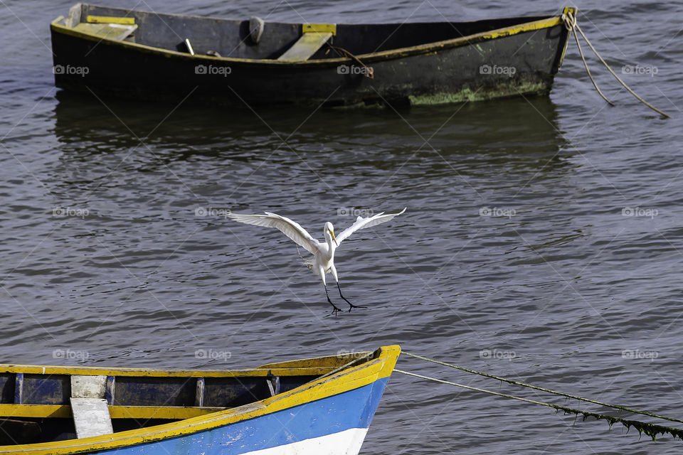 White heron landing and flying in a small boat