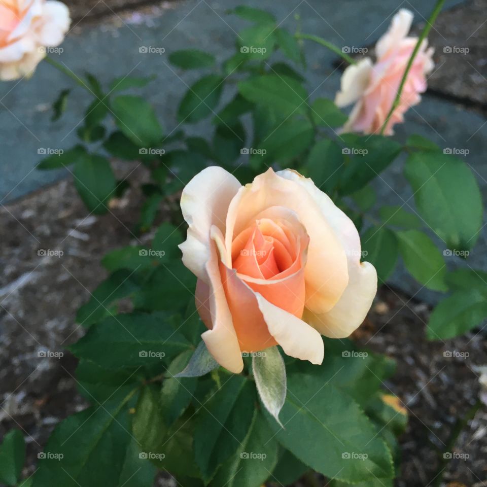 “Peachy”. A lovely rose. 