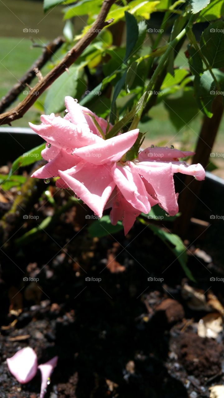 pink rose. pink rose